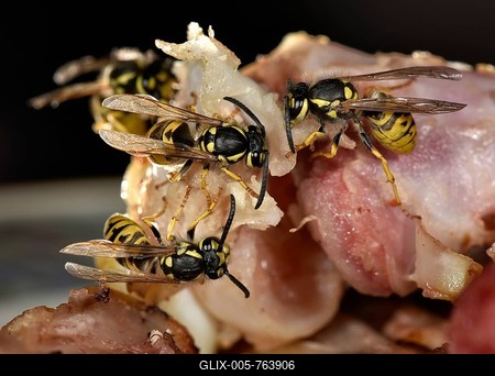 European wasp (Vespula germanica), sitting and feeding on fried bacon, Germany-stock-foto