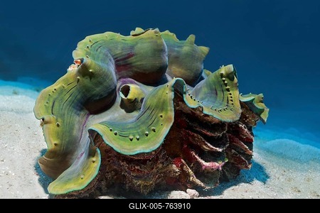 Giant clam (Tridacna) or clam on sandy bottom, Andaman Sea, Mu Ko Similan National Park, Similan Islands, Phang Nga Province, Thailand-stock-foto