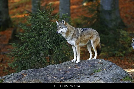 Gray wolf (Canis lupus) in autumnal landscape, outdoor enclosure Bavarian Forest, Germany-stock-foto