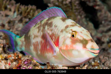Juvenile Longnose parrotfish (Hipposcarus harid), sleeping, Indian Ocean, Maldives-stock-foto