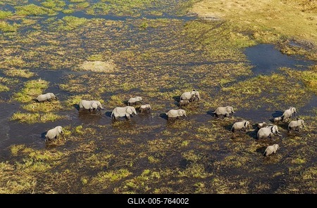 African Elephants (Loxodonta africana), breeding herd, roaming in a freshwater marsh, aerial view, Okavango Delta, Botswana-stock-foto