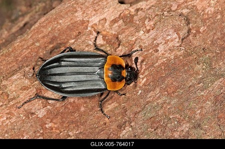 Burying beetle or Carrion beetle (Oxelytrum discicolle), (Silphidae), Tandayapa region, Andean cloud forest, Ecuador, South America-stock-foto