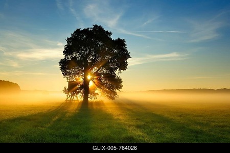 Solitary Oak (Quercus) in the morning fog in a meadow with dew at sunrise, backlight with sunrays, Altmark, Saxony-Anhalt, Germany-stock-foto