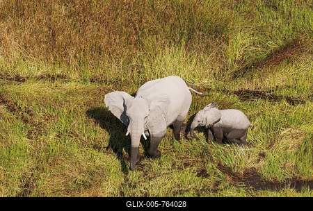 African Elephants (Loxodonta africana), cow with calf in a freshwater marsh, aerial view, Okavango Delta, Botswana-stock-foto