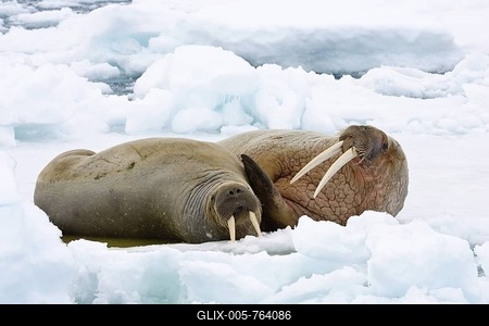 Walruses (Odobenus rosmarus), a male and female on an ice floe, Spitsbergen, Norway, Europe-stock-foto