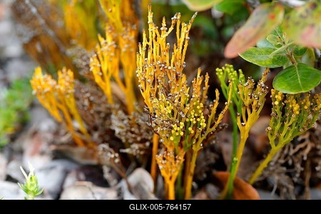 Whisk fern, Moa (Psilotum nudum), Mauna Ulu, Hawaii Volcanoes National Park, Big Island, Hawaii, USA-stock-foto