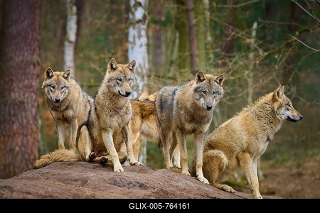 Wolf (Canis lupus), four wolves standing on a mound of earth in the forest and looking watchful, Germany-stock-foto