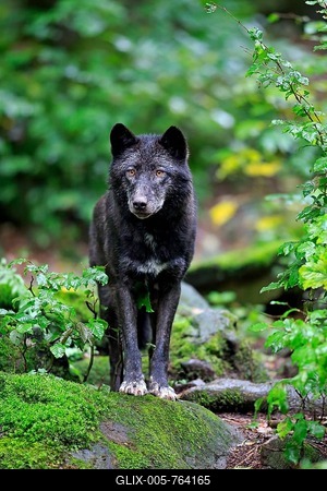 Eastern Wolf (Canis lupus lycaon), adult, captive, Eifel, Germany-stock-foto