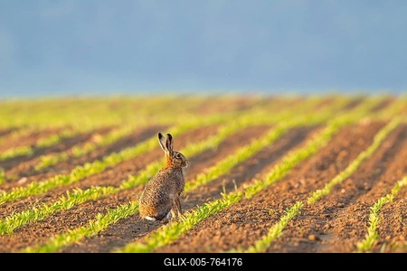 European Hare (Lepus europaeus) sitting in a field, North Hesse, Hesse, Germany-stock-foto