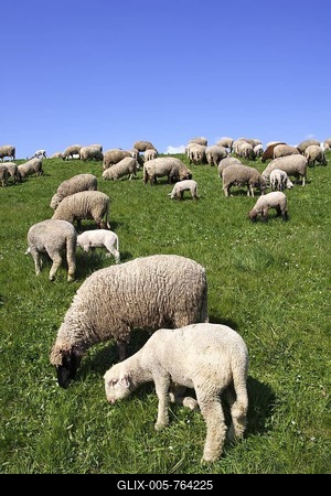 Domestic sheep (Ovis ammon f. aries ), ewes with lambs on a dyke, Wisch at the Elbe river, Altes Land region, Lower Saxony, Germany,-stock-foto