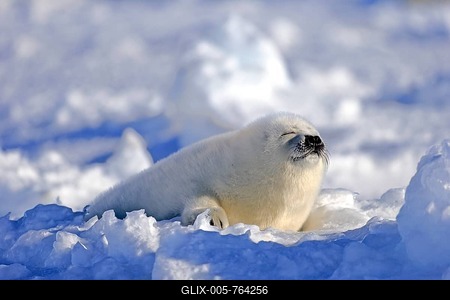 Harp seal (Pagophilus groenlandicus) pup sleeping on ice, Magdalen Islands, Gulf of St. Lawrence, Quebec Province, Canada-stock-foto