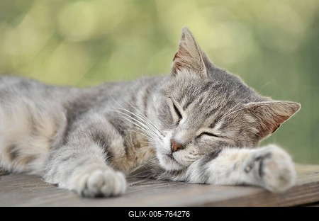 Young grey-tigered cat sleeping on a table-stock-foto