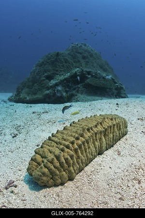 Variegated Sea Cucumber (Stichopus variegatus), Maldives-stock-foto