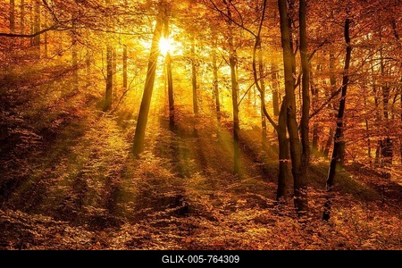 Morning haze in autumn forest, golden light, sun shines through autumn foliage, Harz, Saxony-Anhalt, Germany-stock-foto