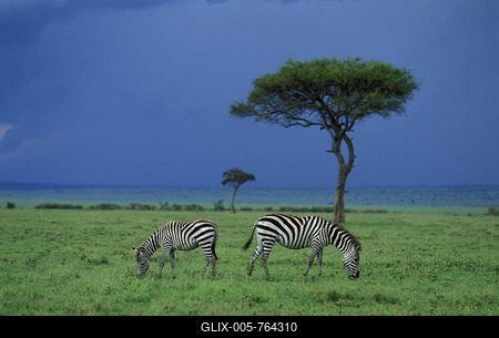 Zebra (Equus quagga boehmi) with foal - Masai Mara - Kenya-stock-foto