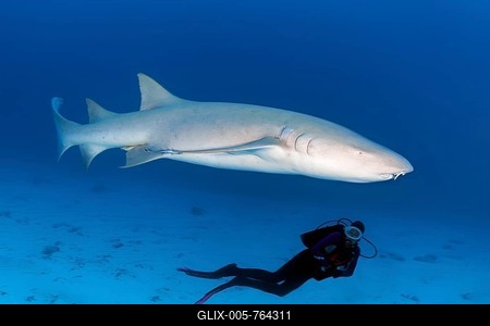 Diver observing Tawny nurse shark (Nebrius ferrugineus), Indian Ocean, Maldives-stock-foto