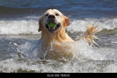Golden Retriever dog (Canis lupus familiaris), male, two years, retrieving ball from the water, domestic dog-stock-foto