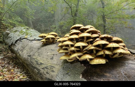 Golden scalycap (Pholiota aurivella) growing on a dead beech, Arnstein, Lower Austria, Austria, Europe-stock-foto