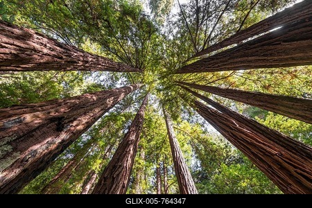 Coast redwoods (Sequoia sempervirens), tree canopy, Muir Woods National Park, California, USA-stock-foto