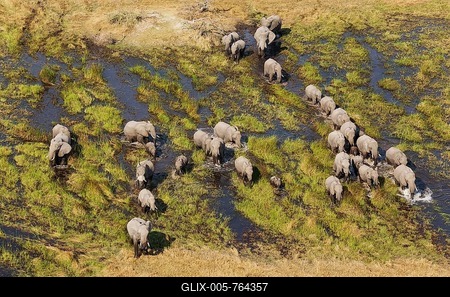 African Elephants (Loxodonta africana), breeding herd, roaming in a freshwater marsh, aerial view, Okavango Delta, Botswana-stock-foto