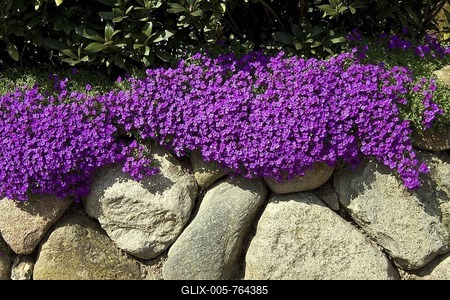 Blooming Aubretia (Aubrieta cultorum, Aubrieta-Hybride) on a stonewall, rhododendrons below-stock-foto