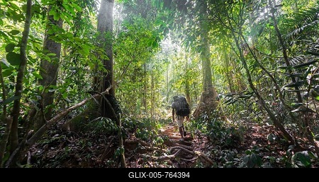 Hikers, man walking on a footpath through the jungle, Kuala Tahan, Taman Negara National Park, Malaysia-stock-foto
