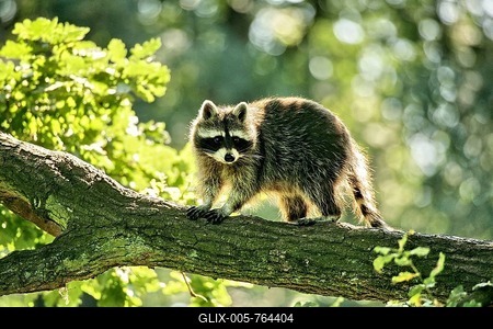 Raccoon (Procyon lotor), Hagen, North Rhine-Westphalia, Germany-stock-foto