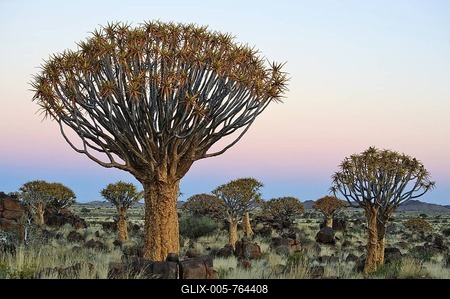 Quiver Tree (Aloe dichotoma) after sunset in Quiver Tree forest at the Garas Camp near Keetmanshoop, Namibia, Africa-stock-foto