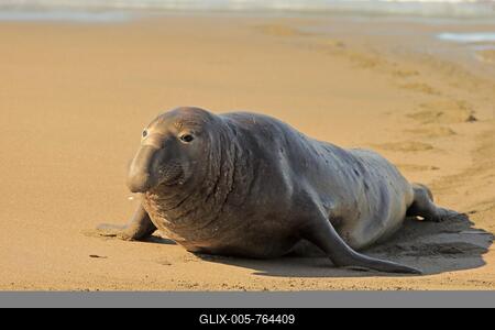 Northern Elephant Seal (Mirounga angustirostris), adult male on the beach, Piedras Blancas Rookery, San Simeon, San Luis Obispo County, California, USA-stock-foto