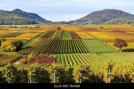 Vineyards in autumn colours, near Landau in der Pfalz, Southern Wine Route, Rhineland-Palatinate, Germany-stock-foto