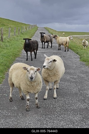 Domestic Sheep (Ovis orientalis Aries) on a dyke on Foehr, North Frisian Island, Schleswig-Holstein, Germany, Europe-stock-foto