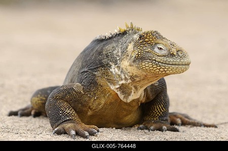 Galapagos Land Iguana (Conolophus subcristatus), Plaza Sur Island, Galapagos Islands, Ecuador, South America-stock-foto