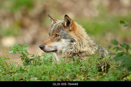 Eurasian Wolf (Canis lupus lupus), sitting, animal portrait, captive, Canton Vaud, Switzerland-stock-foto