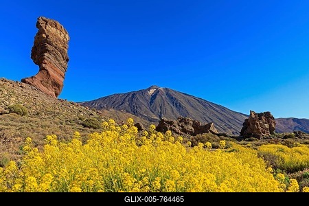 Rock formation Los Roques de Garcia in front of volcano Pico del Teide, flowering flixweed (Descurainia bourgaeana), National Park Las Cańadas del Teide, Tenerife, Canary Islands, Spain-stock-foto