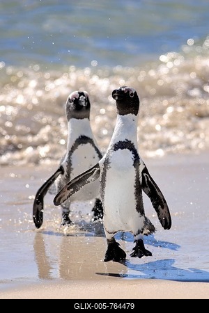 Jackass Penguin, Black-footed Penguin or African Penguin (Spheniscus demersus), pair on the beach, Boulder, Simon's Town, Western Cape, South Africa-stock-foto