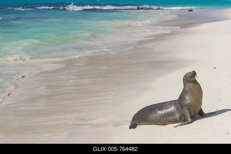 Galapagos Sea Lion (Zalophus wollebaeki) on the beach, San Cristóbal Island, Galápagos Islands, Ecuador-stock-foto