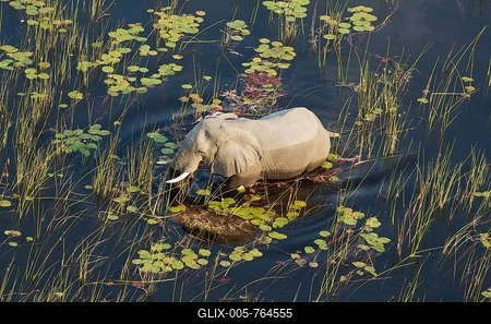 African Elephant (Loxodonta africana), bull in a freshwater marsh, aerial view, Okavango Delta, Botswana-stock-foto