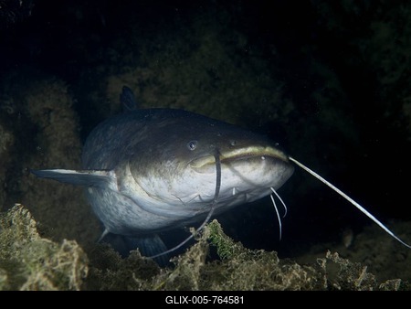 Close-up of a catfish (Silurus glanis), catfish in a dark underwater area, barbels clearly visible. Dive site Zollbrücke, Rheinau, Canton Zurich, Rhine, High Rhine, Switzerland, Germany-stock-foto