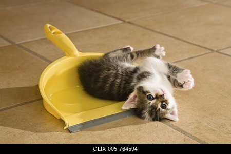 Kitten playing with dustpan-stock-foto