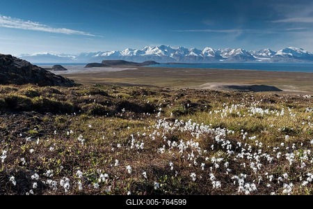Cotton Grass (Eriophorum sp.), mountains, Holmbugt, Kong Oscar Fjord, Northeast Greenland National Park, Greenland-stock-foto