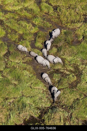 African Elephants (Loxodonta africana), breeding herd, roaming in a freshwater marsh, aerial view, Okavango Delta, Botswana-stock-foto