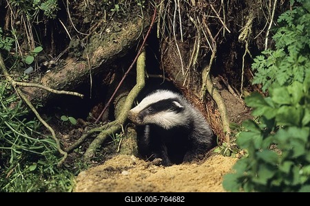 Young Badger (Meles meles) at its den, Germany, Europe-stock-foto