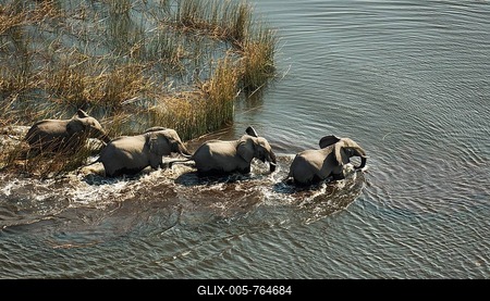 African Elephants (Loxodonta africana), four females, crossing a stream, aerial view, Okavango Delta, Botswana-stock-foto