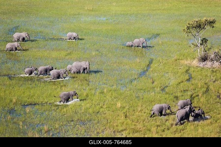 African Elephant (Loxodonta africana), breeding herd, roaming in a freshwater marsh, aerial view, Okavango Delta, Moremi Game Reserve, Botswana-stock-foto