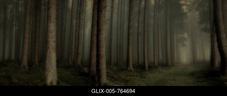 Dark fog, spruce forest, Unterallgäu, Bavaria, Germany-stock-foto