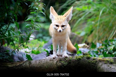 Fennec, fennec fox (Vulpes zerda), adult, watchful, captive, Occurrence North Africa-stock-foto