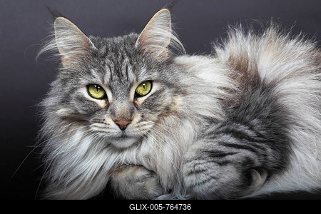 Maine Coon cat, Germany-stock-foto