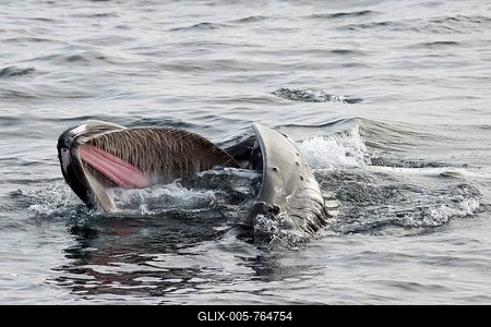 Humpback Whale (Megaptera novaeangliae) foraging at the sea surface, Barents Sea, Nordaustland, Svalbard Archipelago, Svalbard and Jan Mayen, Norway-stock-foto