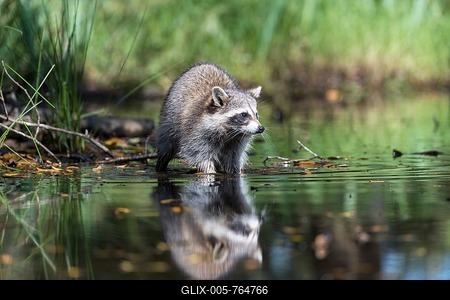 Raccoon (Procyon lotor) wads through water, Louisiana, USA-stock-foto