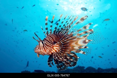 Red Lionfish (Pterois volitans) swims over coral reef in the backlight of the sun, Great Barrier Reef, Unesco World Heritage, Pacific, Australia-stock-foto
